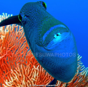 Trigger fish with a coral background. Two photos were use... by Athanassios Lazarides 